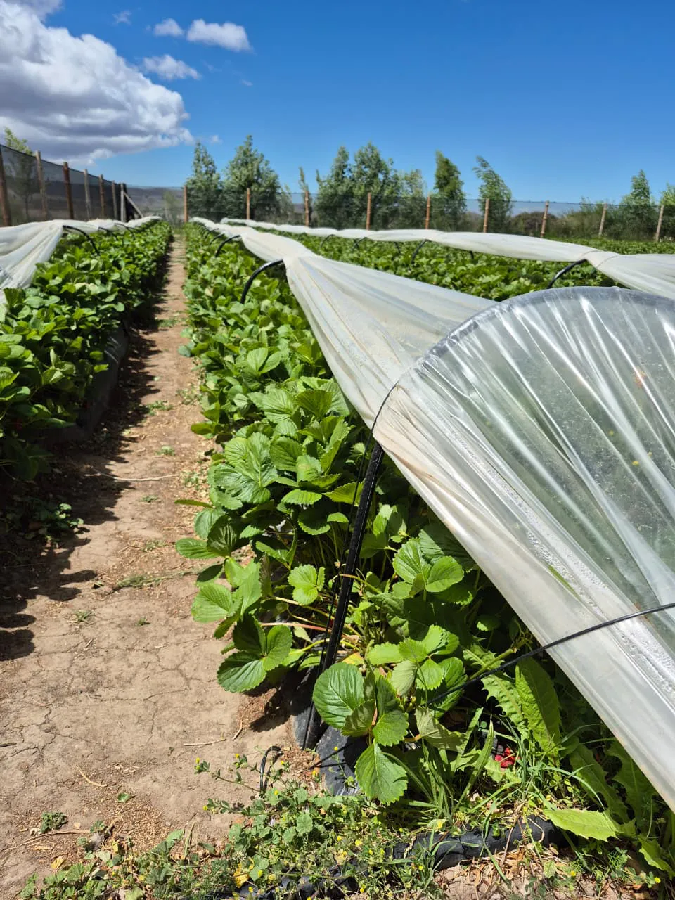 WhatsApp_Image_2025-12-12_at_16.45.38