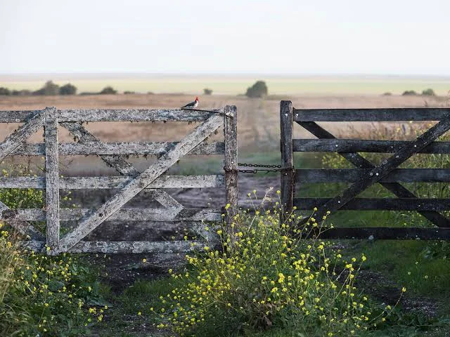 images