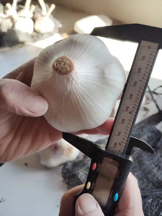 Seleccion_Ajo_GGregores3_1