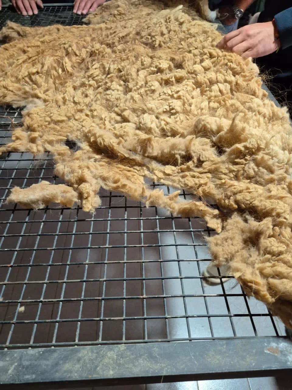 608c0739-a1dd-443c-b87a-ae993f49fe83