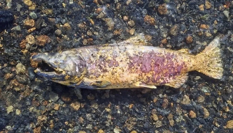 Captura de pantalla 2025-11-25 163158