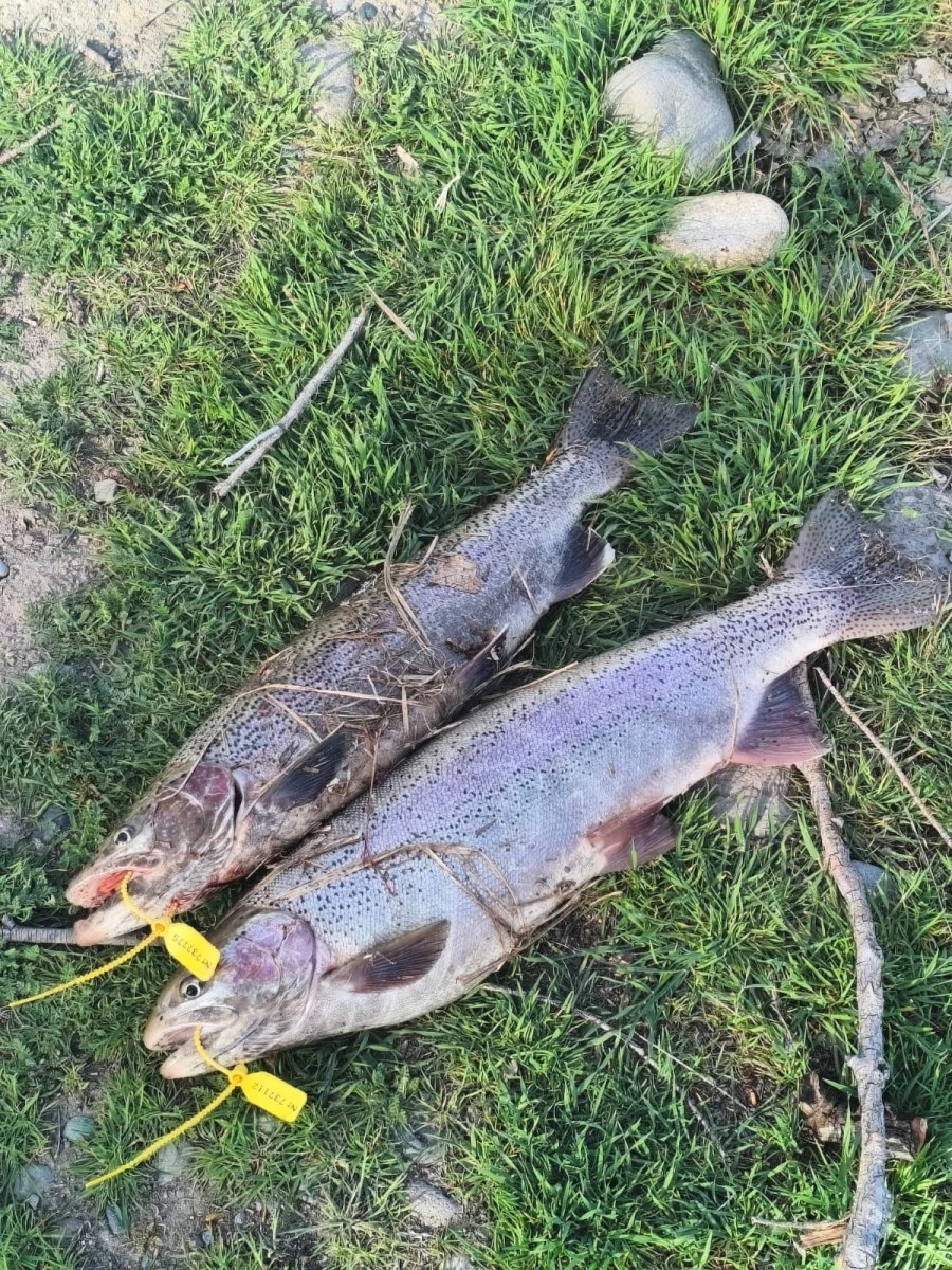 pescaa