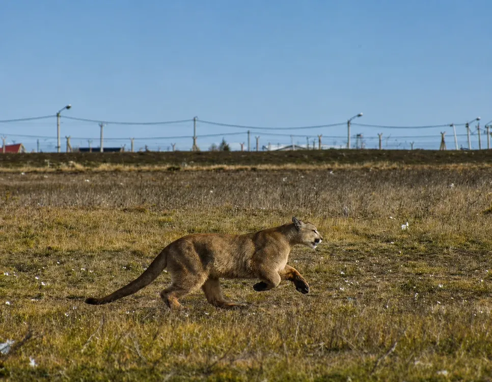 Puma-2