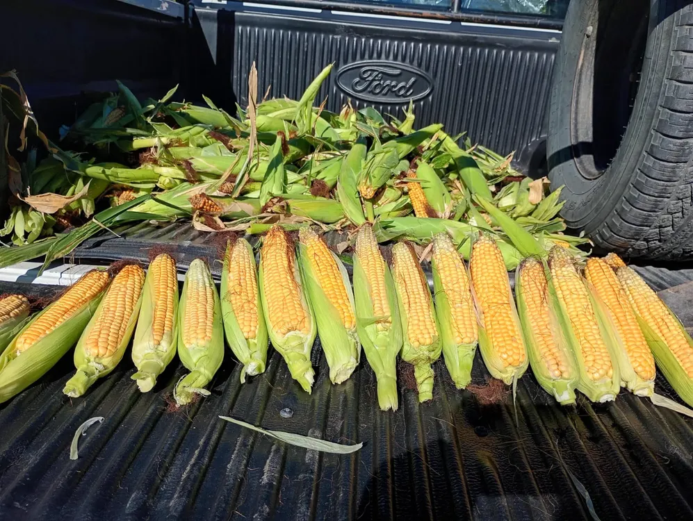 WhatsApp_Image_2026-03-15_at_20.26.40