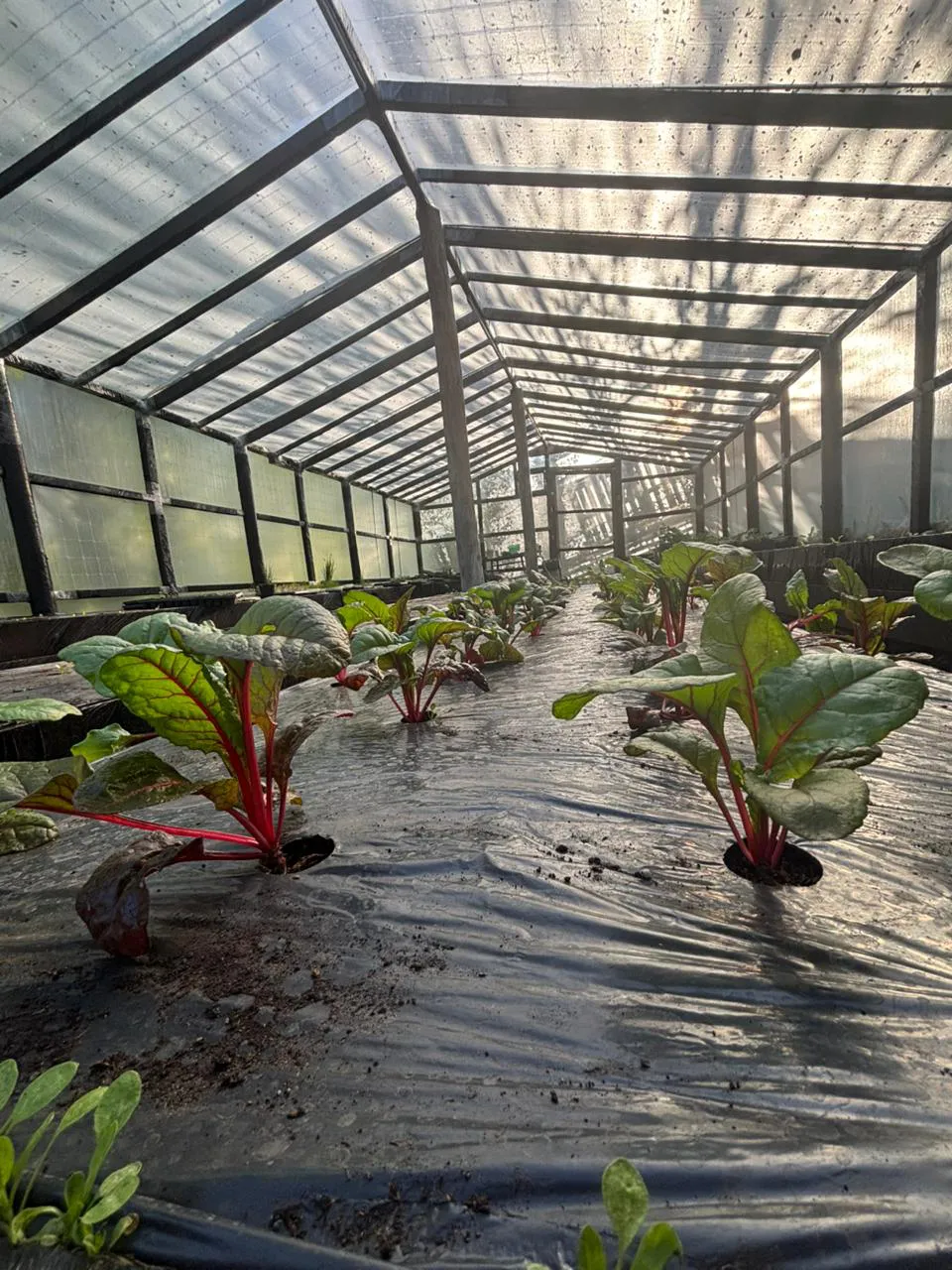 581527171_1270589905111006_4398726992296156539_n