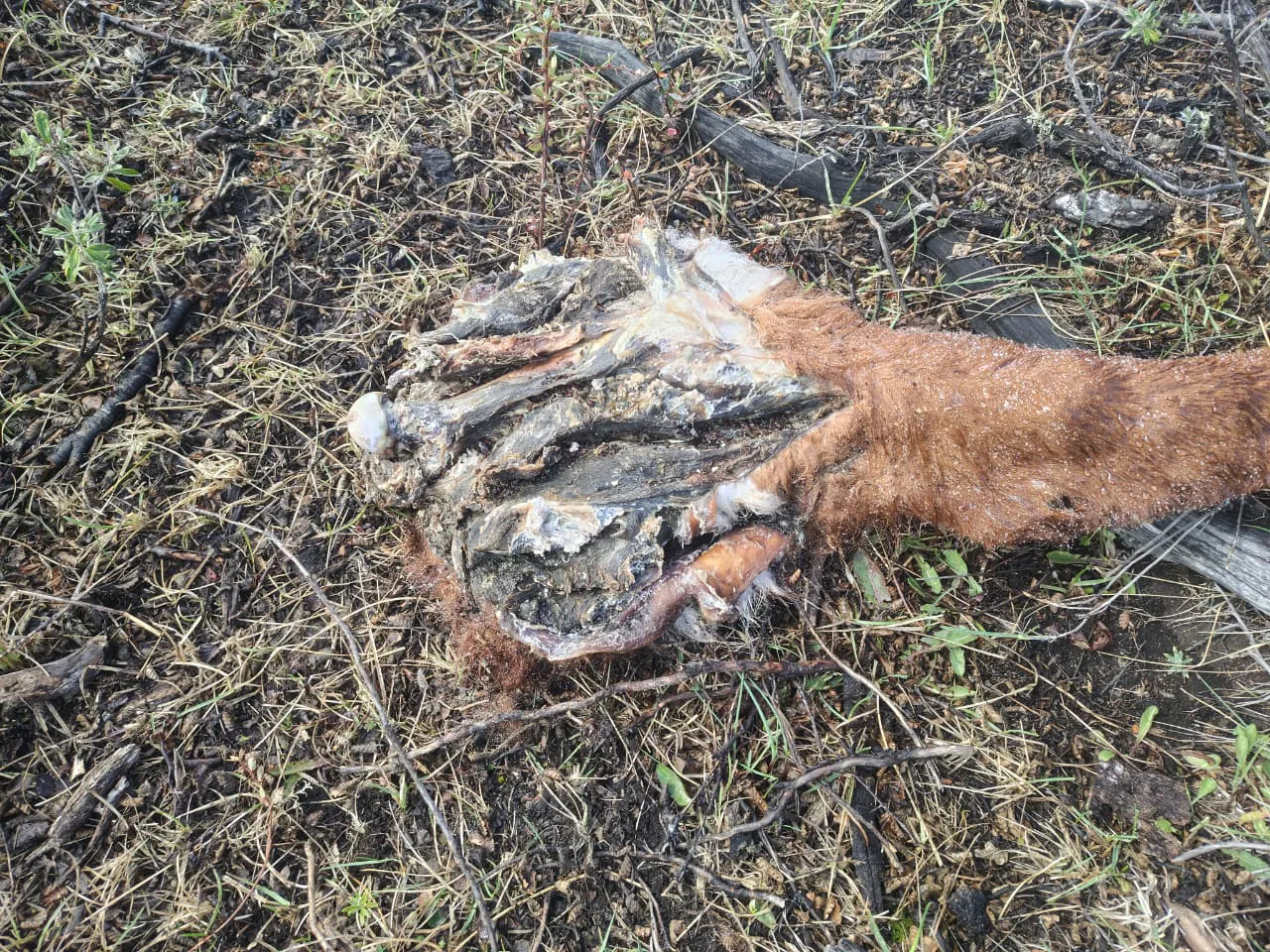 WhatsApp_Image_2025-09-17_at_09.56.36