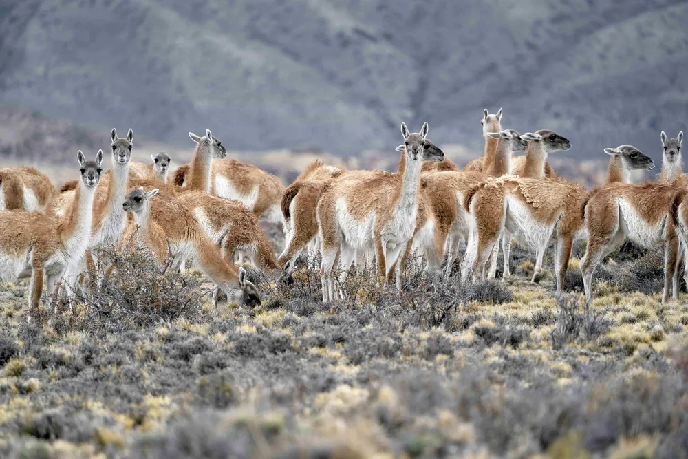 Guanacos1