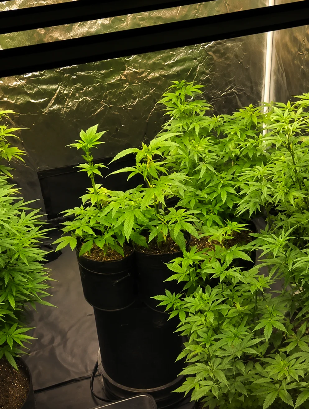 Plantas