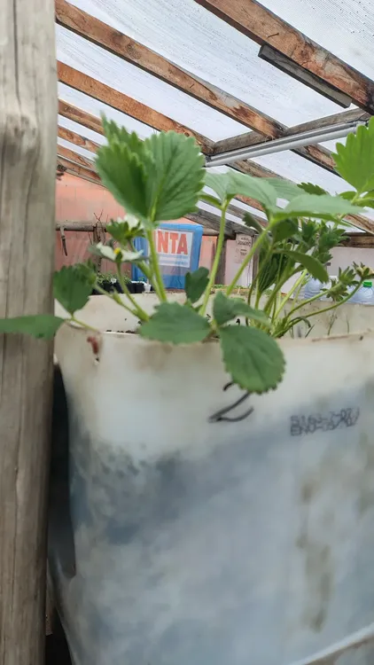 557793646_1233945092108821_8545751973859408411_n