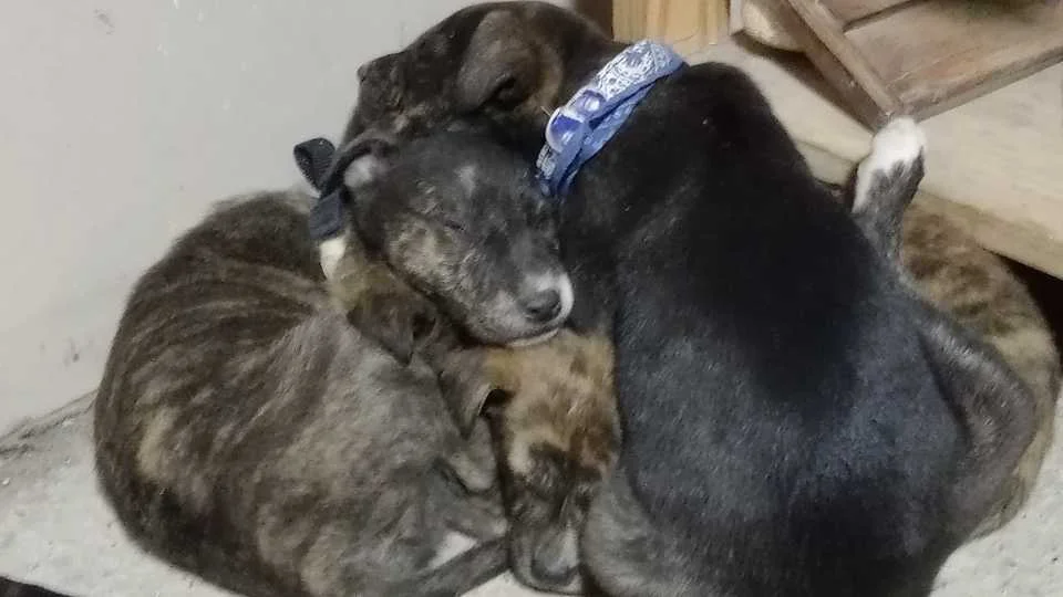 644498592_1263283869058883_6492752474723701523_n