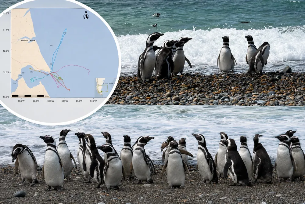pinguino