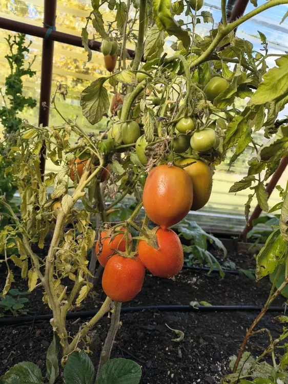 668515323_1389315129905149_2482493782332724498_n