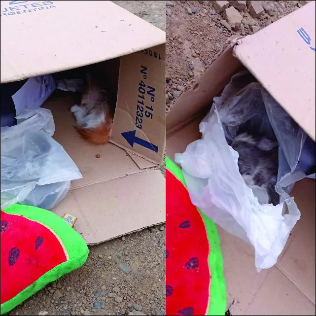 573999927_1258592576303443_3520101759359520830_n