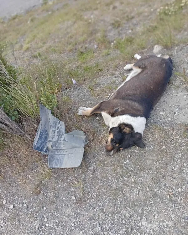 602518266_1369937145173967_8631892567067240503_n