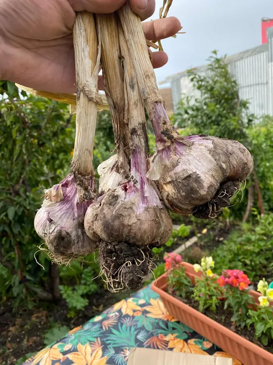 652522323_122492426414029816_4043545534718280822_n