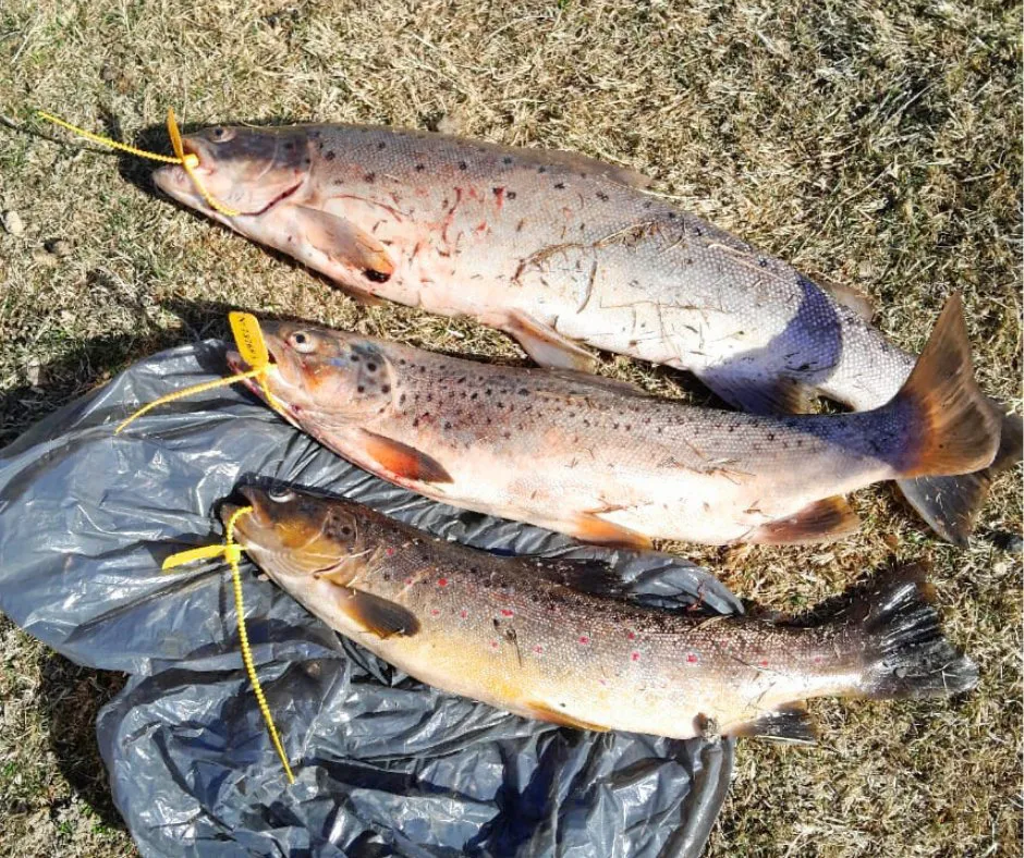 559368838_1262947732532080_6255143726396011276_n