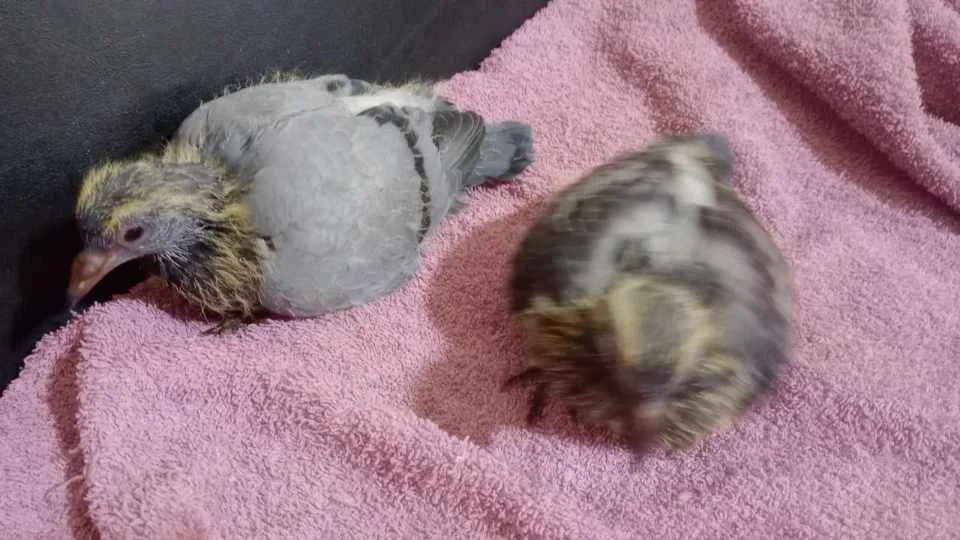 643795756_2093252681450754_7831316724717430319_n