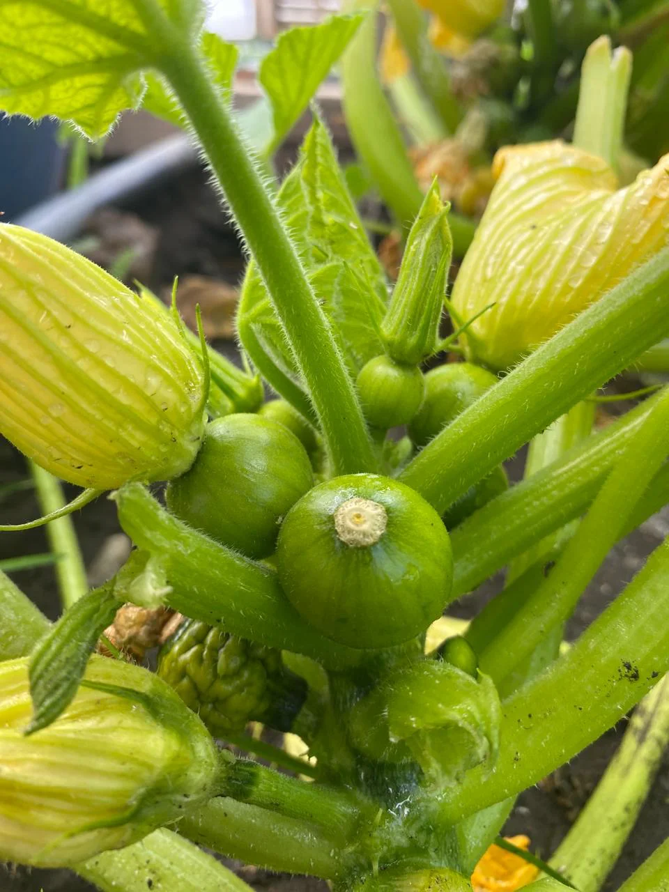 646900053_1361320932704569_2273812986626902768_n