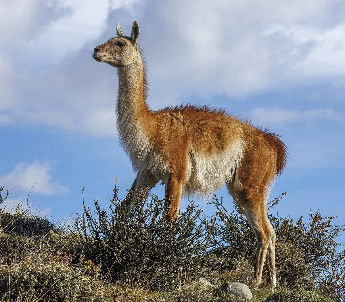 Guanaco_(Lama_guanicoe)_Leona_Amarga