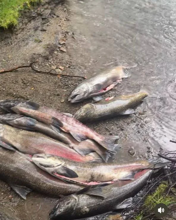 651190620_939121538494291_5938313762823277289_n