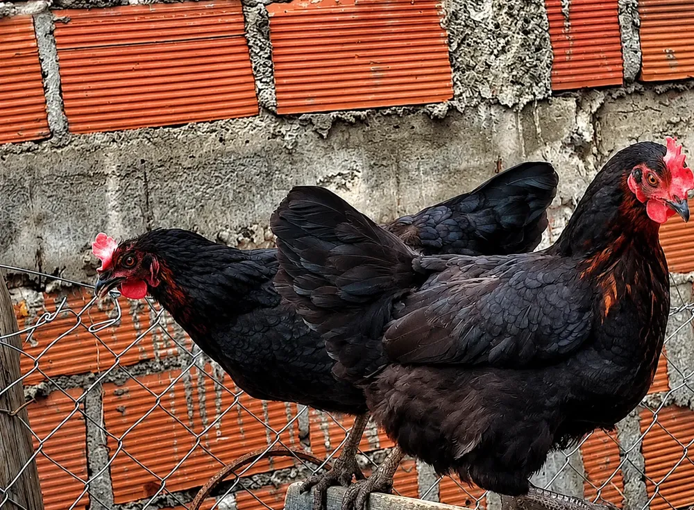 Gallina