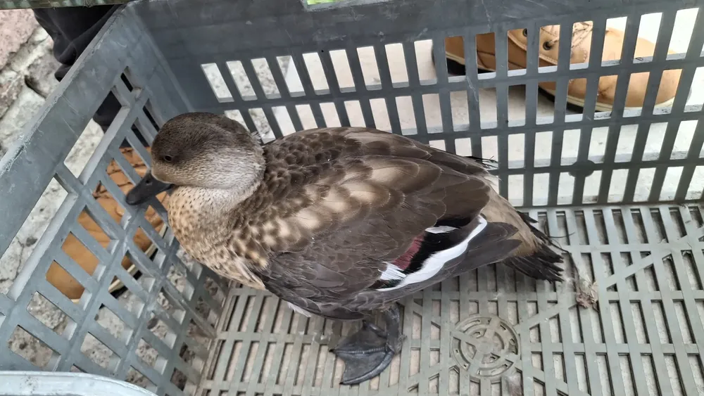 594049243_25972278182380080_2676810691215948869_n