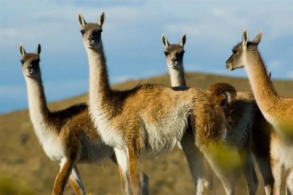 guanaco-1