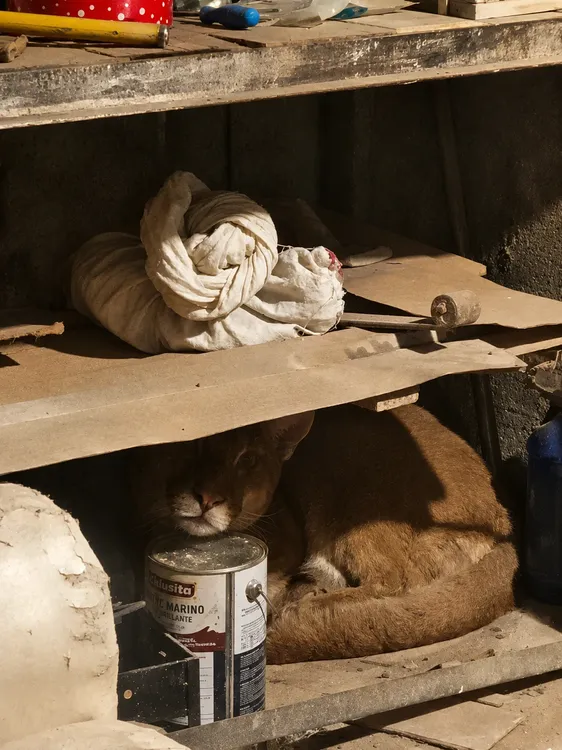 puma